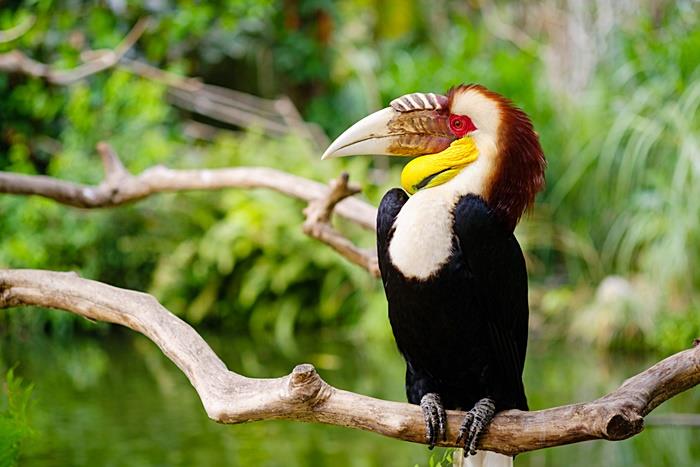 wreathed hornbill
